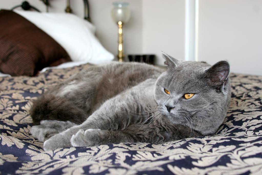 Silverstream * Lincoln